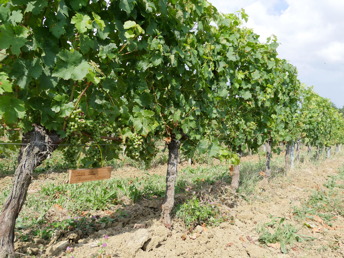 Виноградник на урожай